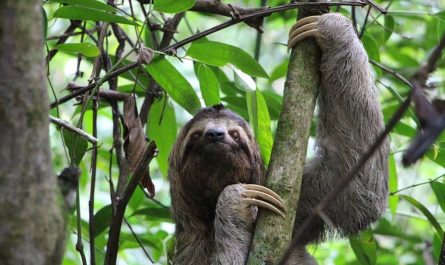 ¿Qué significa soñar con un perezoso? 11 significados simbólicos