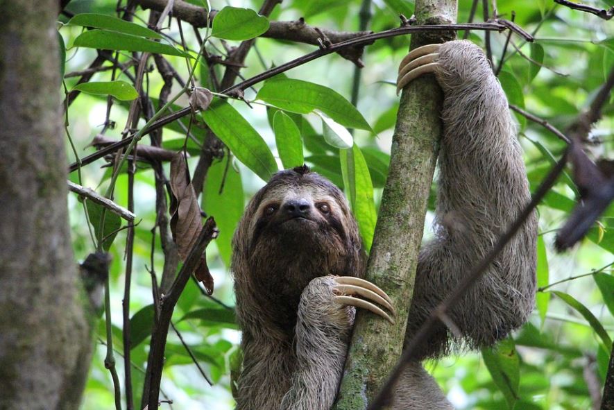 ¿Qué significa soñar con un perezoso? 11 significados simbólicos