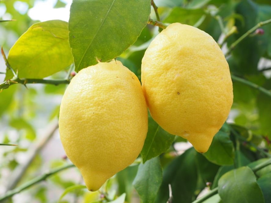 soñar con limones