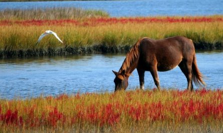 Soñar con un caballo muerto