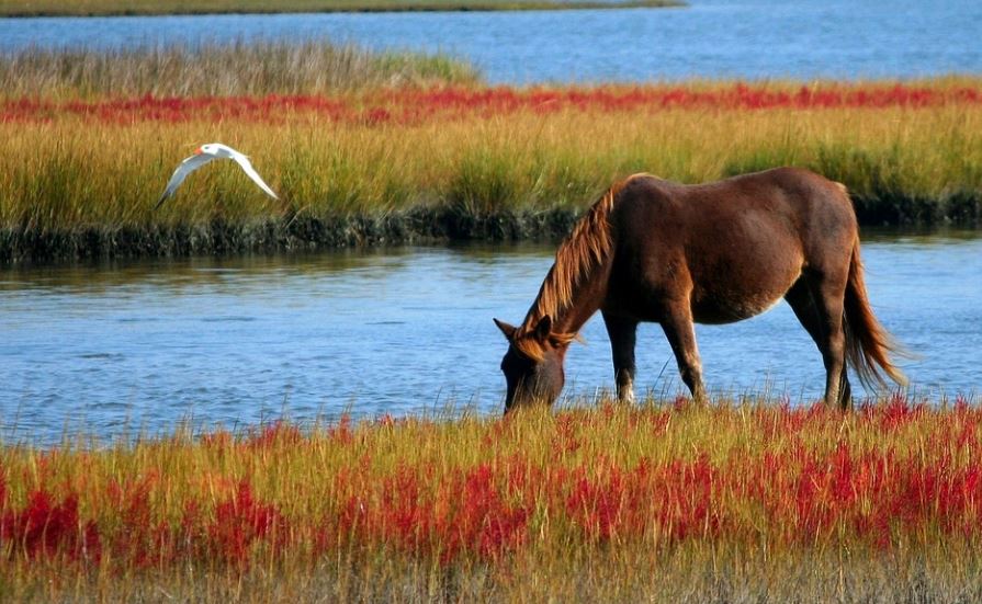 Soñar con un caballo muerto