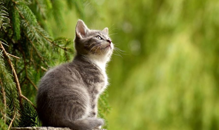 ¿Qué significa soñar con matar a un gato? 10 significados simbólicos