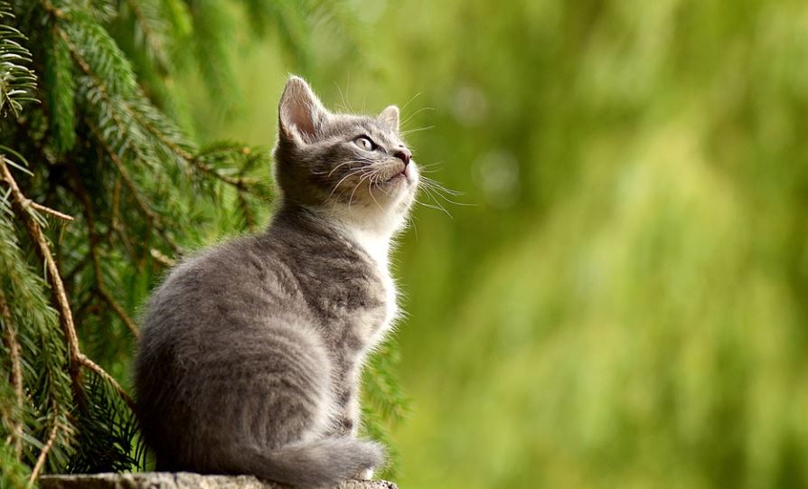 ¿Qué significa soñar con matar a un gato? 10 significados simbólicos