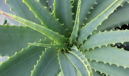 ¿Qué significa soñar con aloe vera? 8 significados simbólicos