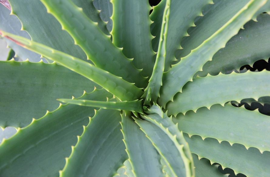 ¿Qué significa soñar con aloe vera? 8 significados simbólicos
