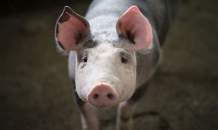 ¿Qué significa soñar con una cabeza de cerdo? 8 significados simbólicos