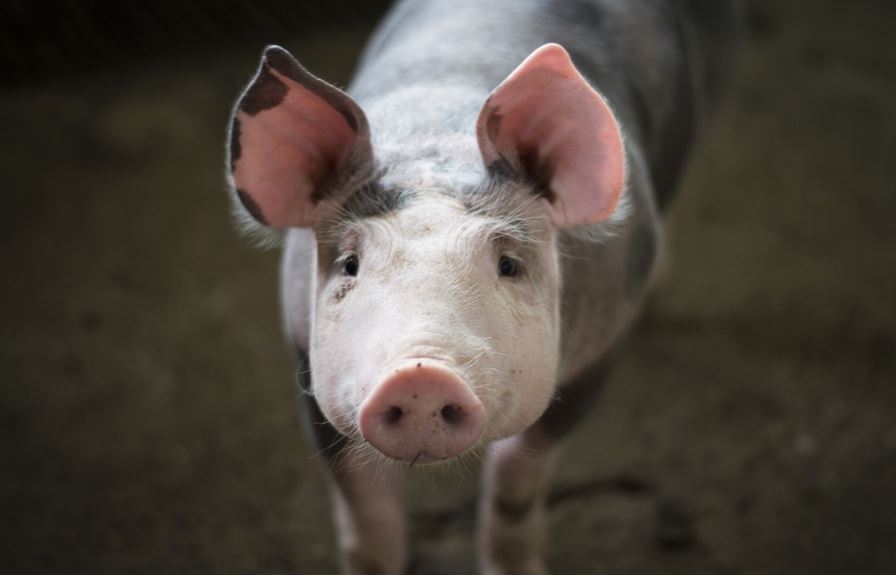 ¿Qué significa soñar con una cabeza de cerdo? 8 significados simbólicos