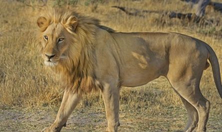 ¿Qué significa soñar con ser mordido por un león? 7 significados simbólicos
