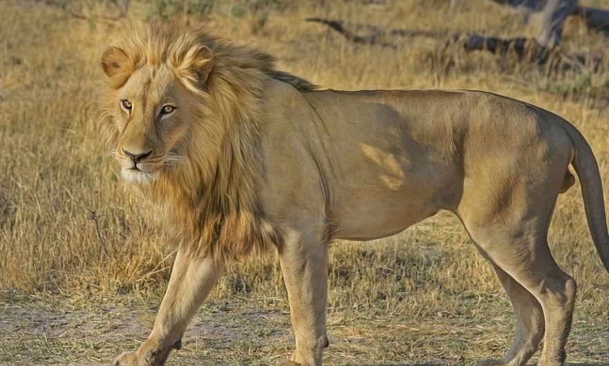 ¿Qué significa soñar con ser mordido por un león? 7 significados simbólicos