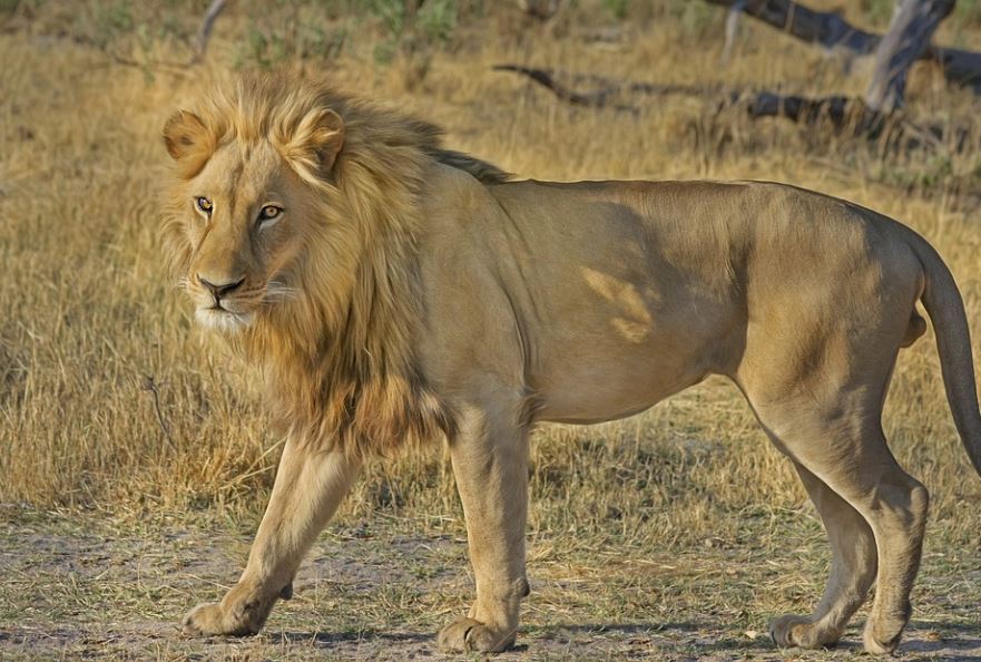 ¿Qué significa soñar con ser mordido por un león? 7 significados simbólicos