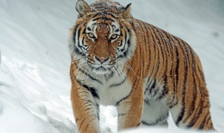 ¿Qué significa soñar con atrapar un tigre? 7 significados simbólicos