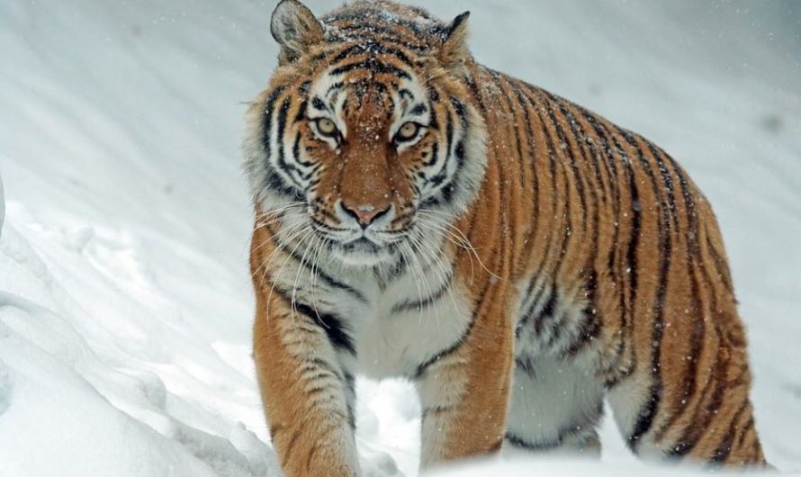 ¿Qué significa soñar con atrapar un tigre? 7 significados simbólicos