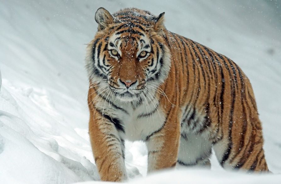¿Qué significa soñar con atrapar un tigre? 7 significados simbólicos