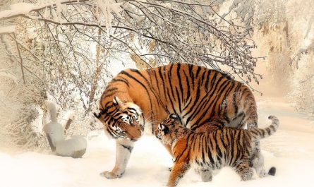 ¿Qué significa soñar con un tigre? 9 significados simbólicos