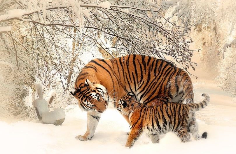 ¿Qué significa soñar con un tigre? 9 significados simbólicos