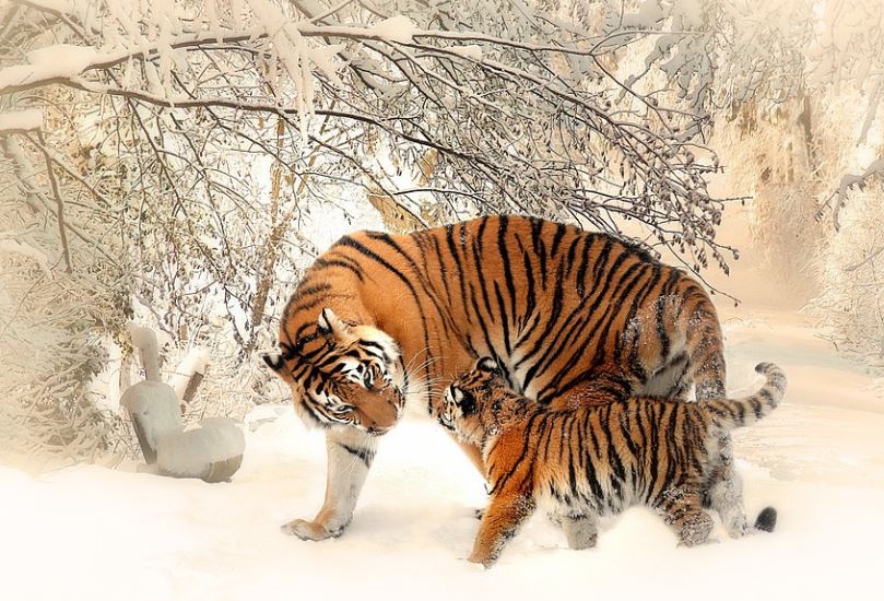 ¿Qué significa soñar con un tigre? 9 significados simbólicos