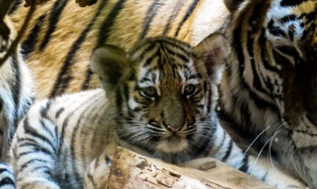 ¿Qué significa soñar con cachorros de tigre? 9 significados simbólicos