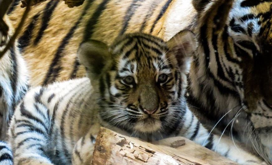 ¿Qué significa soñar con cachorros de tigre? 9 significados simbólicos
