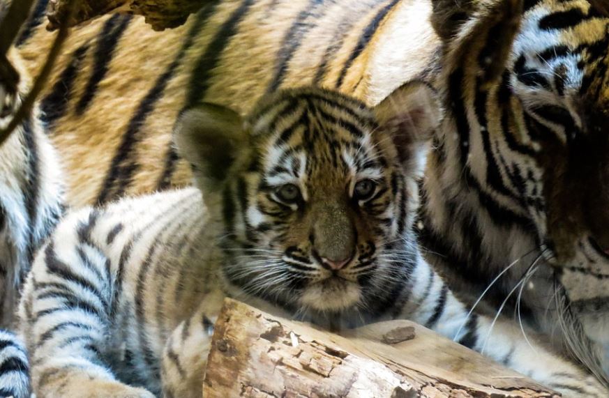 ¿Qué significa soñar con cachorros de tigre? 9 significados simbólicos