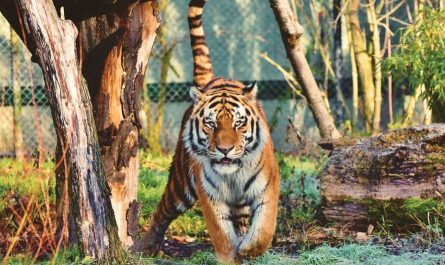 ¿Qué significa soñar con ser perseguido por un tigre? 8 significados simbólicos