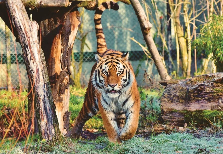 ¿Qué significa soñar con ser perseguido por un tigre? 8 significados simbólicos