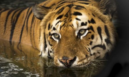 ¿Qué significa soñar con tigres peleando? 7 interpretaciones simbólicas¿Qué significa soñar con tigres peleando? 7 interpretaciones simbólicas