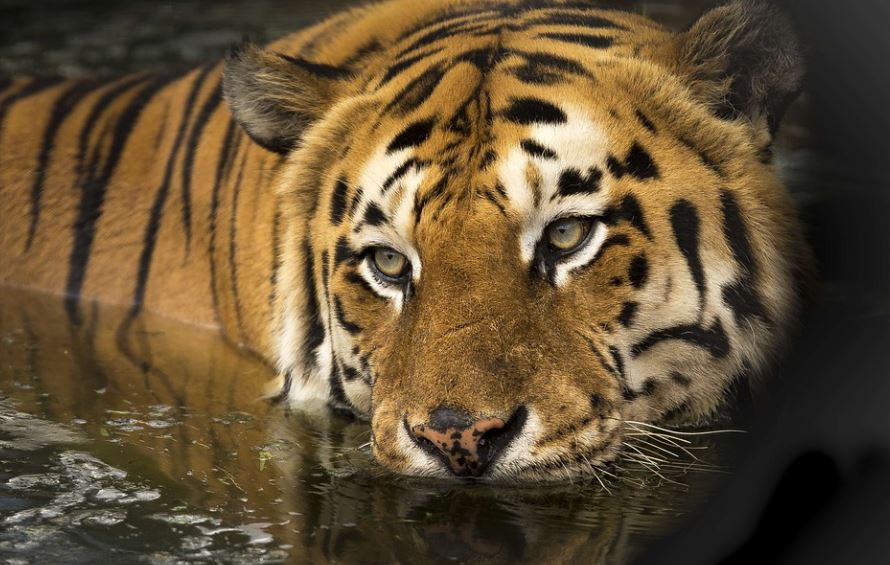 ¿Qué significa soñar con tigres peleando? 7 interpretaciones simbólicas¿Qué significa soñar con tigres peleando? 7 interpretaciones simbólicas