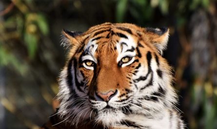 ¿Qué significa soñar con ser mordido por un tigre? 8 significados simbólicos