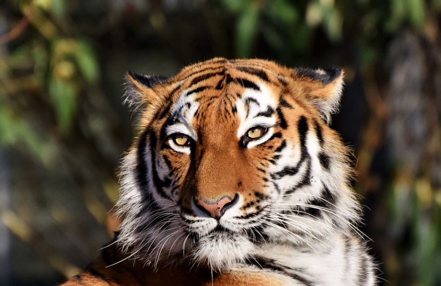 ¿Qué significa soñar con ser mordido por un tigre? 8 significados simbólicos