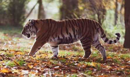 ¿Qué significa soñar con matar a un tigre? 7 significados simbólicos