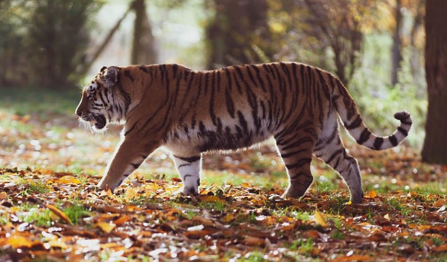 ¿Qué significa soñar con matar a un tigre? 7 significados simbólicos