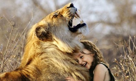 ¿Qué significa soñar con leones? 10 interpretaciones simbólicas