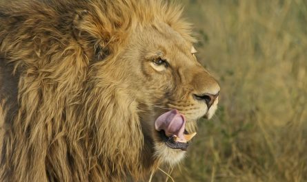 ¿Qué significa soñar con ser perseguido por un león? 7 significados simbólicos