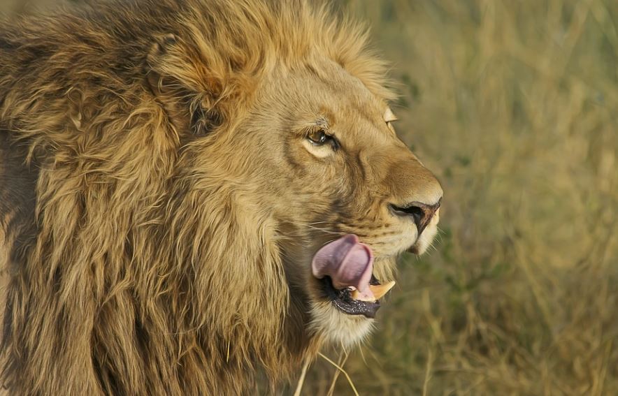 ¿Qué significa soñar con ser perseguido por un león? 7 significados simbólicos
