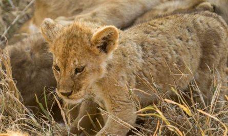 ¿Qué significa soñar con un cachorro de león? 8 interpretaciones simbólicas