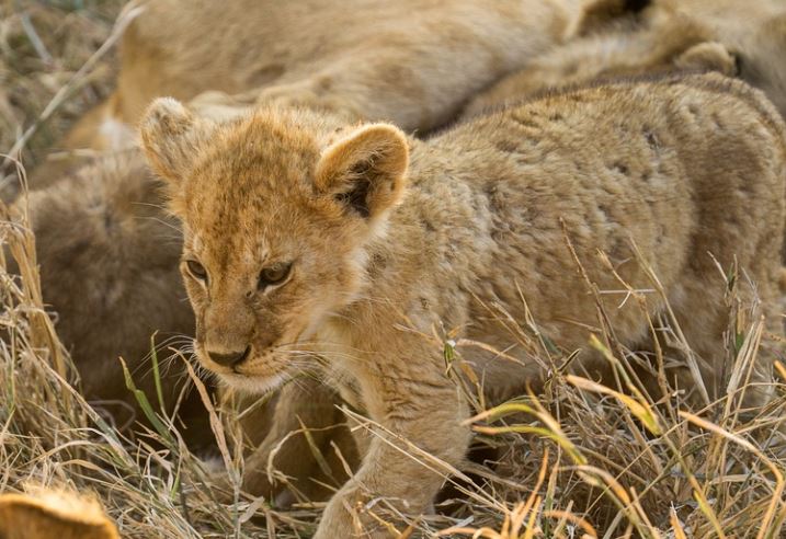 ¿Qué significa soñar con un cachorro de león? 8 interpretaciones simbólicas