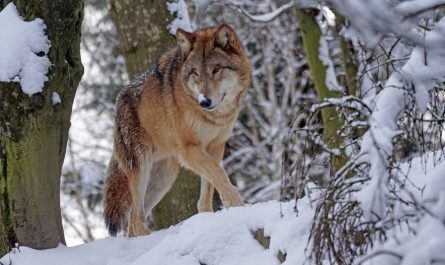 ¿Qué significa soñar con ser mordido por un lobo? 8 significados simbólicos