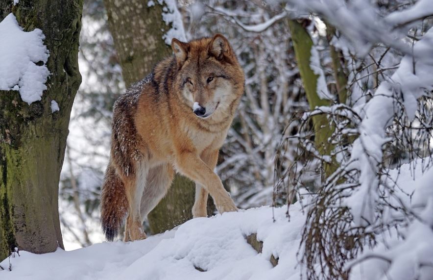 ¿Qué significa soñar con ser mordido por un lobo? 8 significados simbólicos