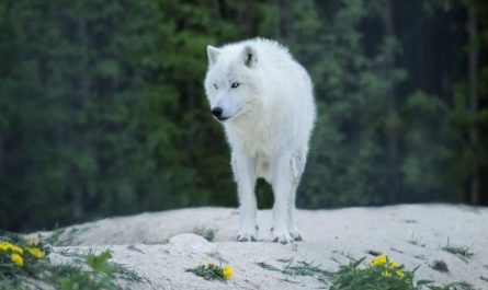 ¿Qué significa soñar con un lobo blanco? 8 significados simbólicos