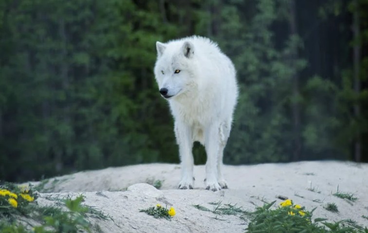 ¿Qué significa soñar con un lobo blanco? 8 significados simbólicos