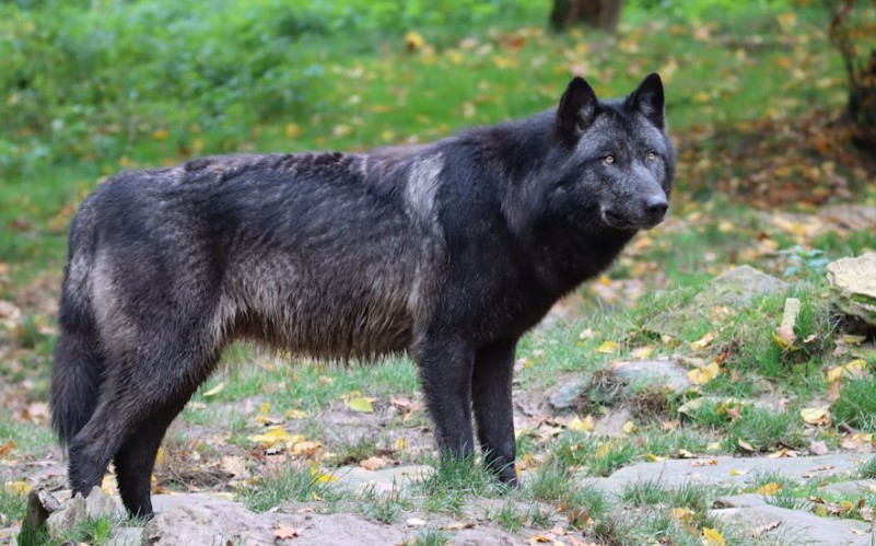 ¿Qué significa soñar con un lobo negro? 8 significados simbólicos