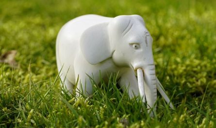 ¿Qué significa soñar con un elefante blanco? 7 significados simbólicos