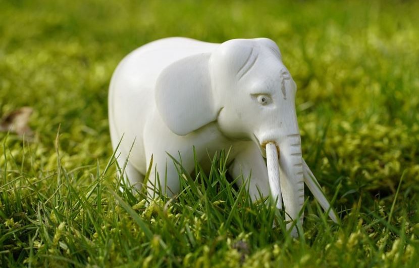 ¿Qué significa soñar con un elefante blanco? 7 significados simbólicos