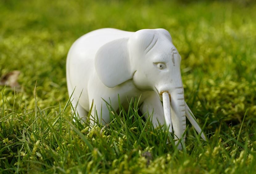 ¿Qué significa soñar con un elefante blanco? 7 significados simbólicos