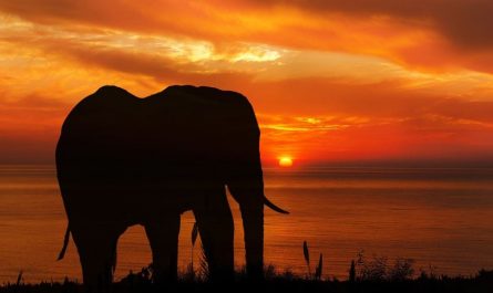 ¿Qué significa soñar con un elefante negro? 7 significados simbólicos