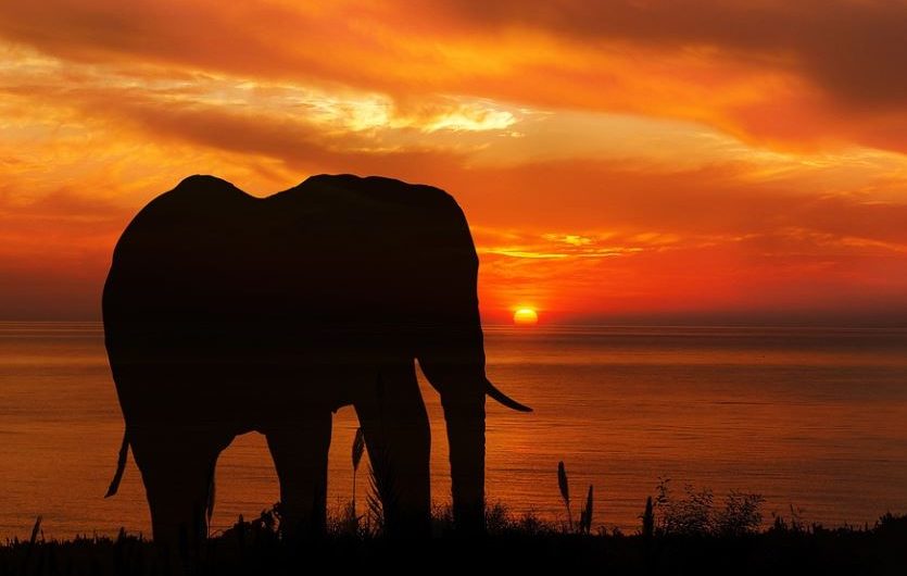 ¿Qué significa soñar con un elefante negro? 7 significados simbólicos