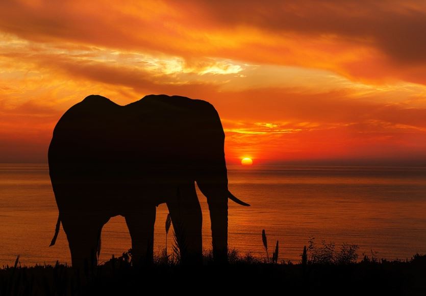 ¿Qué significa soñar con un elefante negro? 7 significados simbólicos