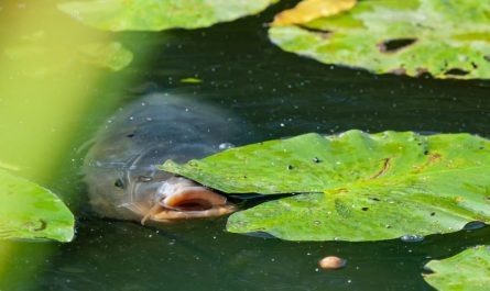 ¿Qué significa soñar con serpientes y peces? 7 significados simbólicos