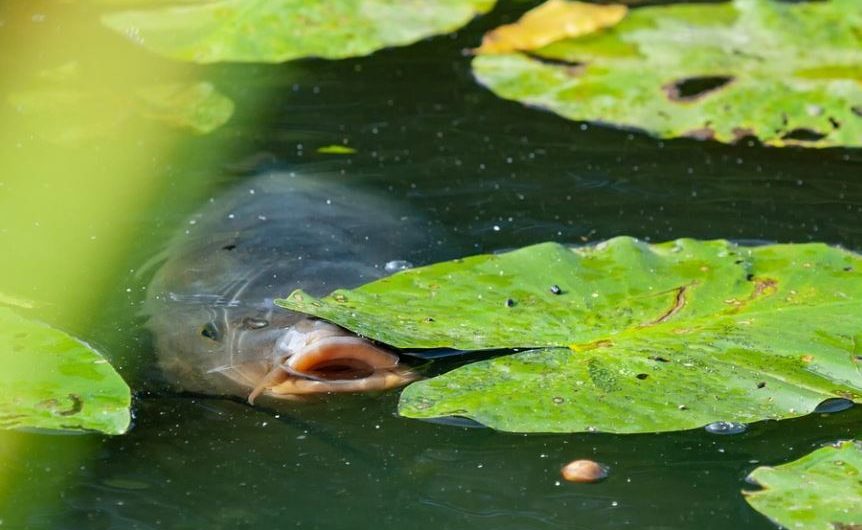 ¿Qué significa soñar con serpientes y peces? 7 significados simbólicos