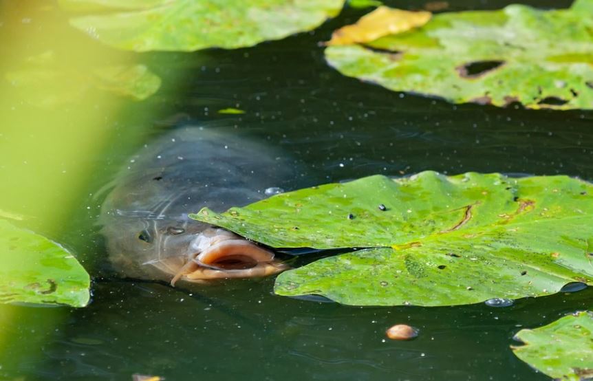 ¿Qué significa soñar con serpientes y peces? 7 significados simbólicos